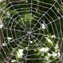 Hot Glue Spider Web